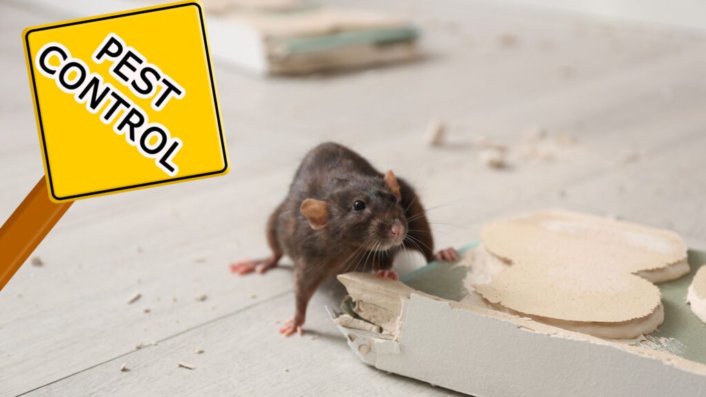 Rat Pest Control in Pune