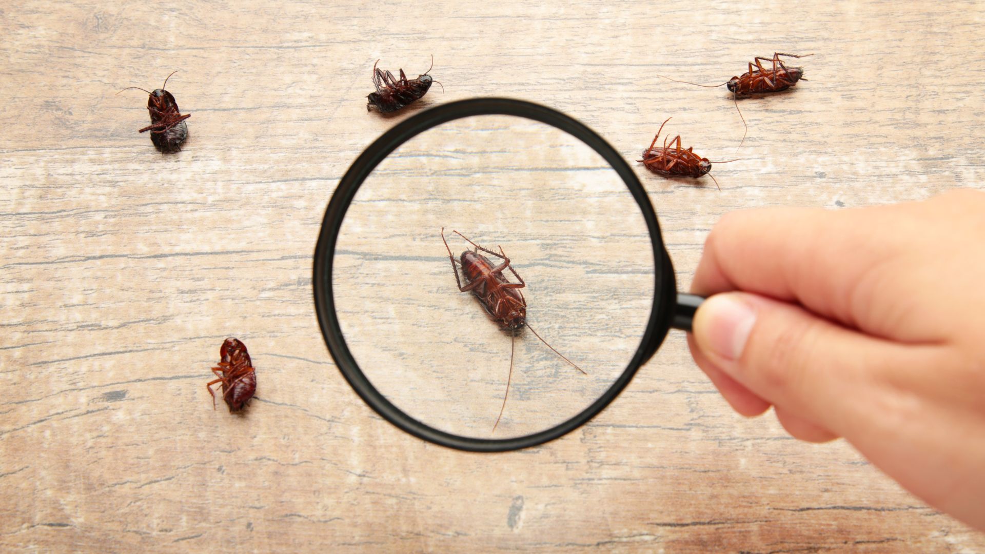 Cockroach-Pest-Control-in-pune
