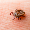 Ticks Pest Control in Pune