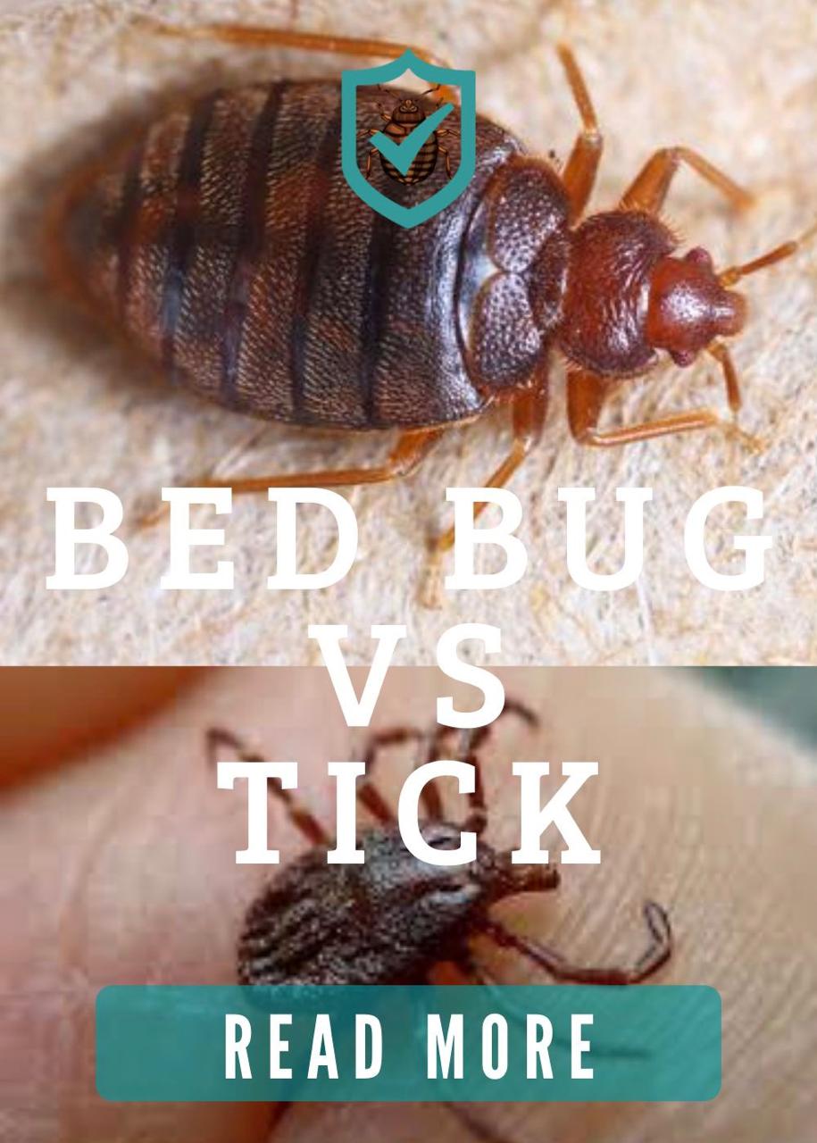 Ticks vs. Bed Bugs - Eco Friendly Pest Control Pune